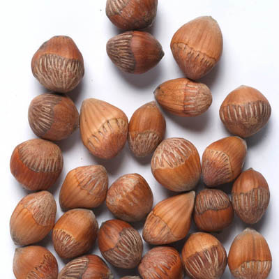 vilmorin saatgut VILMORIN Statice Sinuata Samen 0,5gr