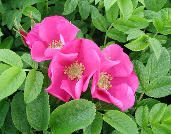 rosa_rugosa_-_Vilmorin_-_Ramanas_rose